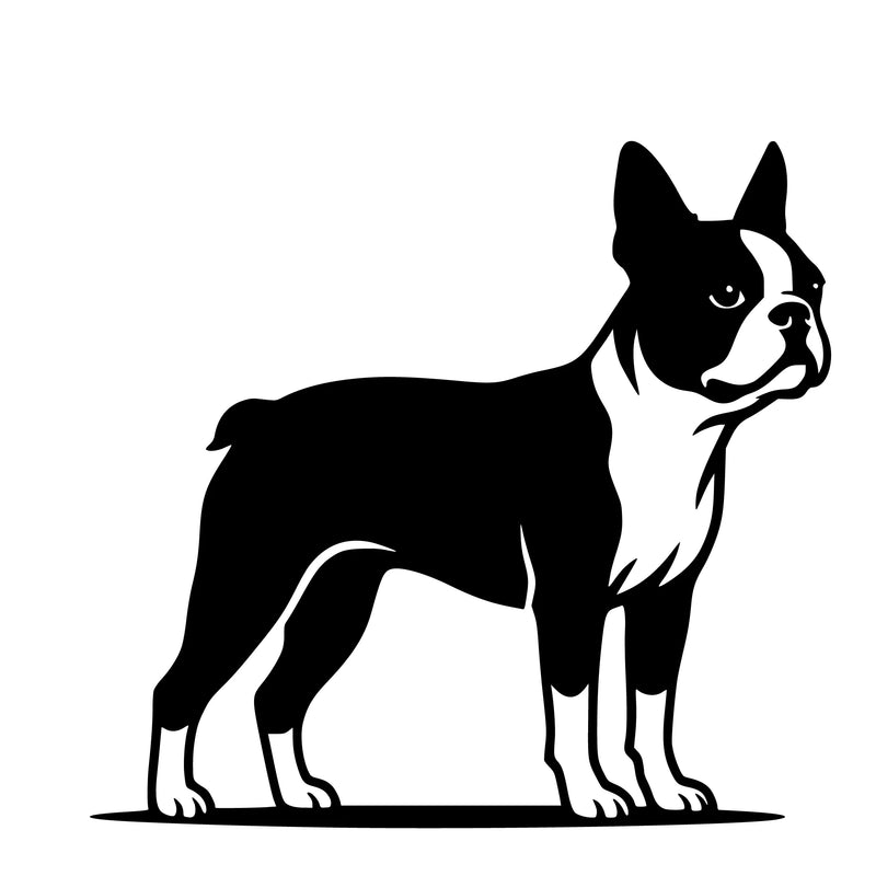 Boston Terrier – Enkelmotiv Dekal