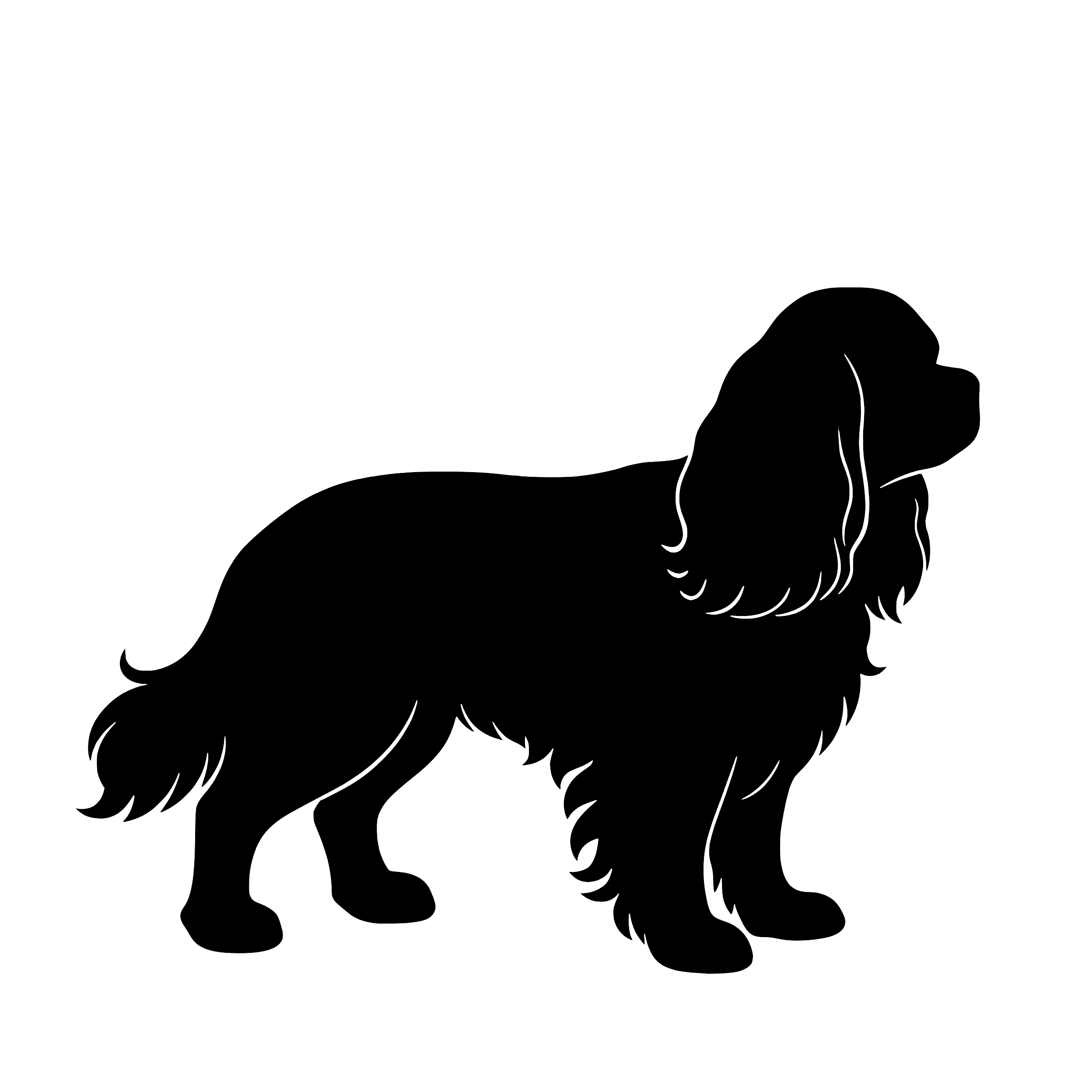 Cavalier King Charles Spaniel – Enkelmotiv Dekal