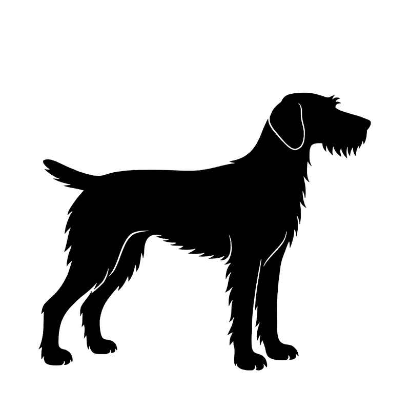 Strävhårig Vorsteh – Enkelmotiv Dekal